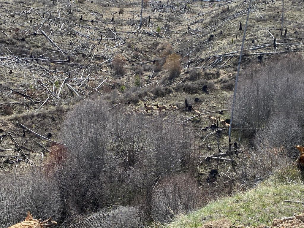 Tbd Hwy 93 S, Conner, MT 59827 photo 6