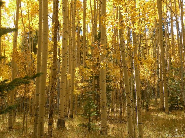 115 Mushroom Court, Buena Vista, CO 81211