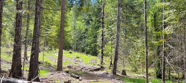 NNA Pup Paw Trail - North, Priest River, ID 83856