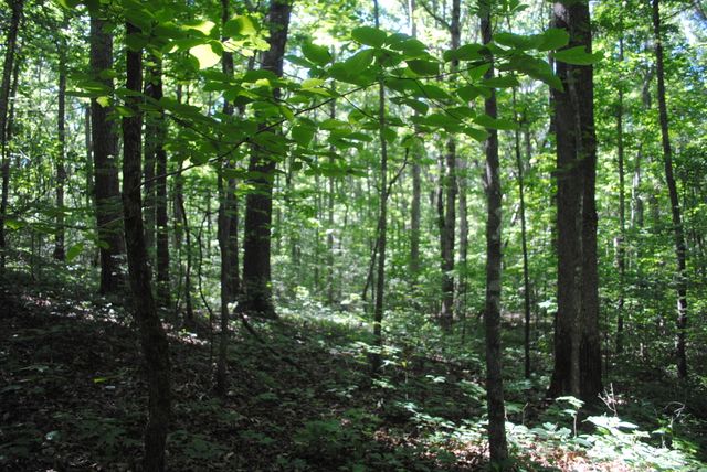 0 S Marble Top Road, Chickamauga, GA 30707