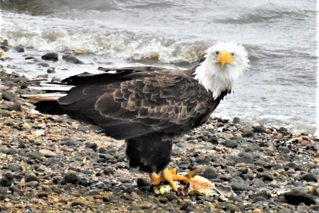 4713 E Lake Shore Drive, Wonder Lake, IL 60097