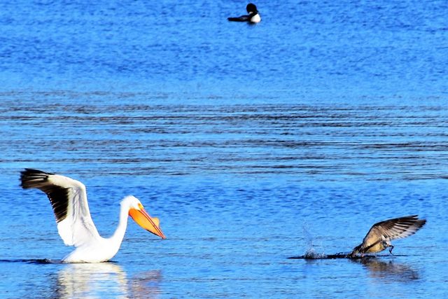 4713 E Lake Shore Drive, Wonder Lake, IL 60097