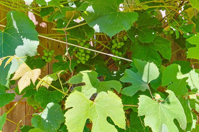 243 Crowell Road, Chatham, MA 02633