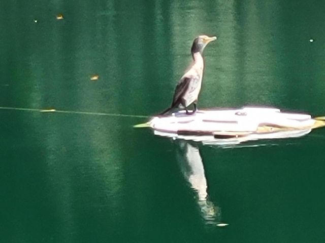 98 N Paseo Laredo N, Cathedral City, CA 92234