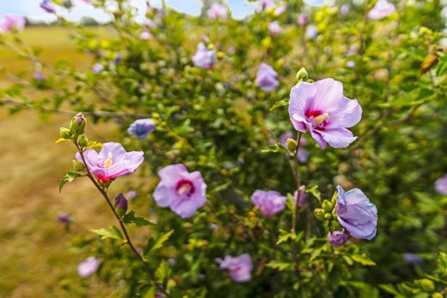 9575 E SHELLY LN, Centralia, MO 65240