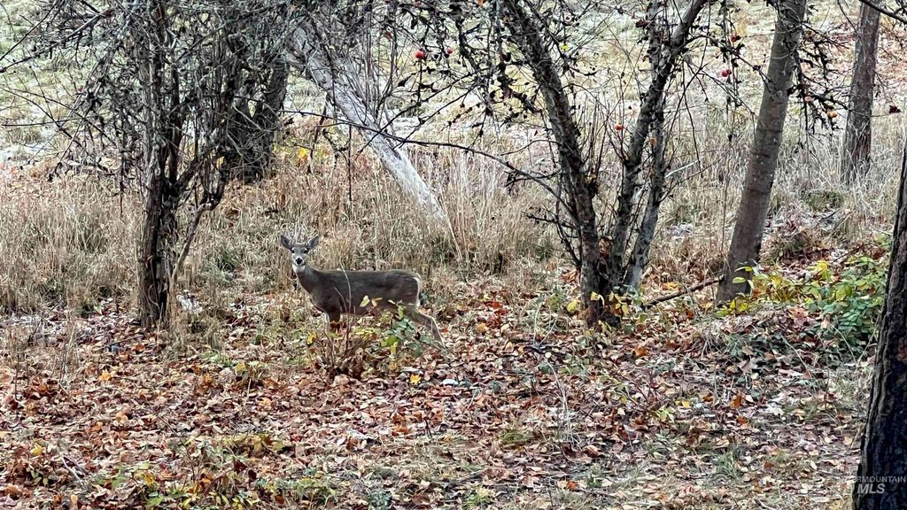 TBD Pine St Blk 43, Lot 1, Peck, ID 83545 photo 5