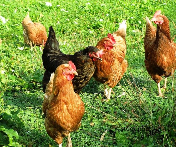 00 SHOOTING STAR COURT, New Port Richey, FL 34655