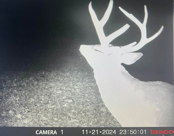 12724 Pittman Rd, St Francisville, LA 70775