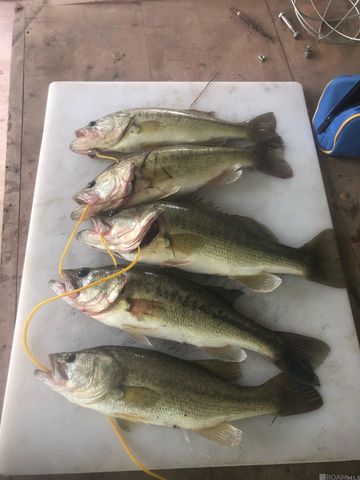 12724 Pittman Rd, St Francisville, LA 70775