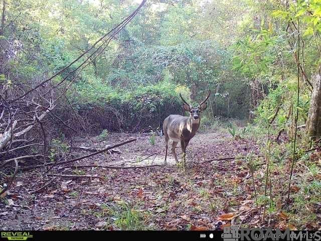 12724 Pittman Rd, St Francisville, LA 70775