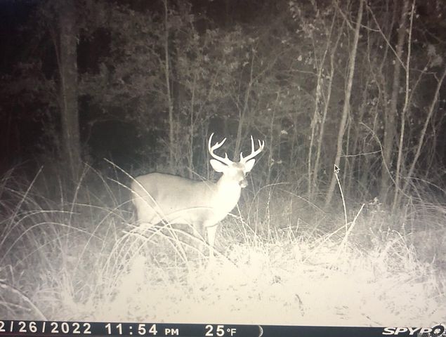 12724 Pittman Rd, St Francisville, LA 70775