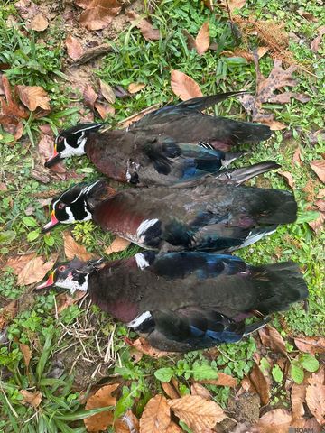 12724 Pittman Rd, St Francisville, LA 70775