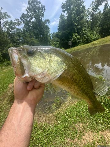 12724 Pittman Rd, St Francisville, LA 70775