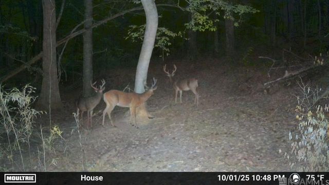 12724 Pittman Rd, St Francisville, LA 70775