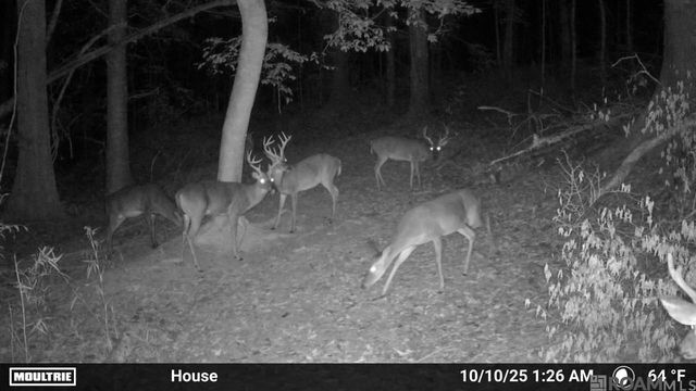 12724 Pittman Rd, St Francisville, LA 70775