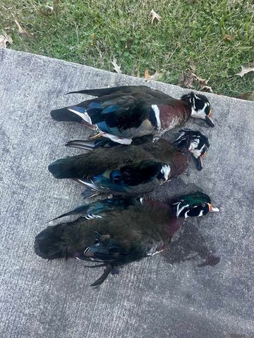 12724 Pittman Rd, St Francisville, LA 70775