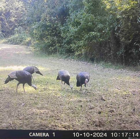 12724 Pittman Rd, St Francisville, LA 70775