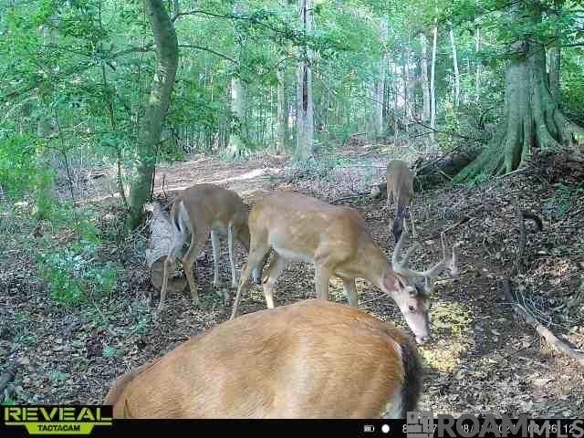 12724 Pittman Rd, St Francisville, LA 70775