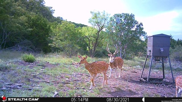 97 SD 45690, Rocksprings, TX 78880