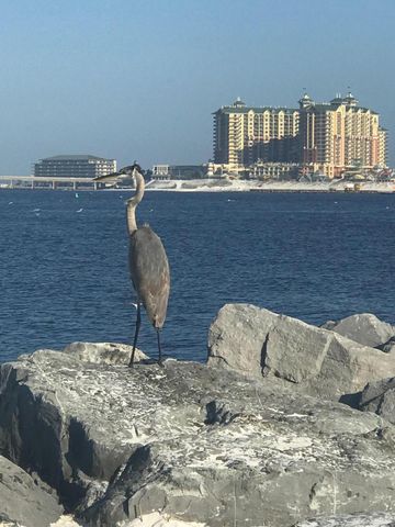 445 Gulf Shore Drive 201, Destin, FL 32541