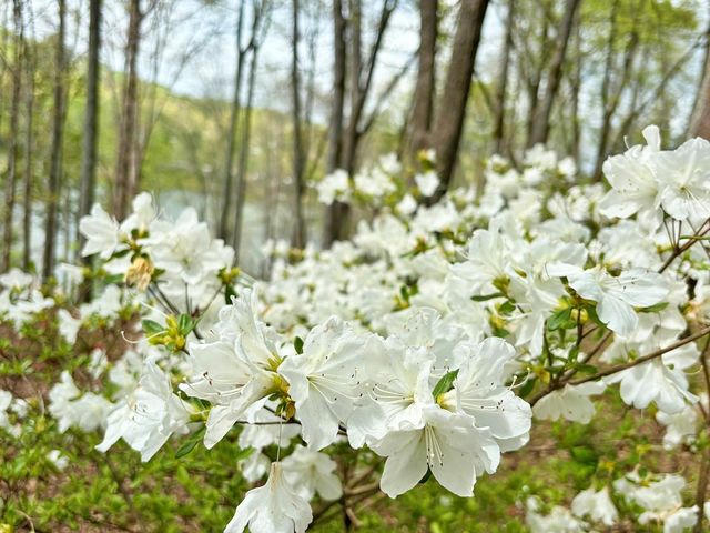 Lot 5 Walnut Drive, Blairsville, GA 30512