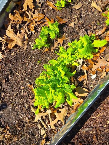 300 Crawford DR, Moneta, VA 24121