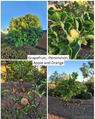 28149 Orange Terrace, Valley Center, CA 92082