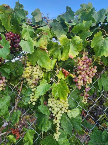 28149 Orange Terrace, Valley Center, CA 92082