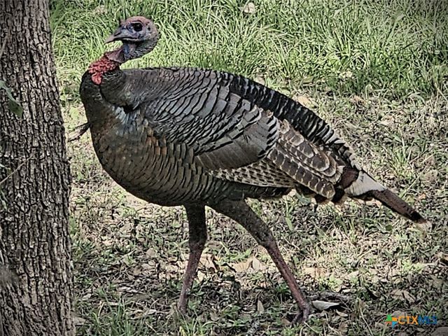 250 E Ridgewood Road, Georgetown, TX 78633