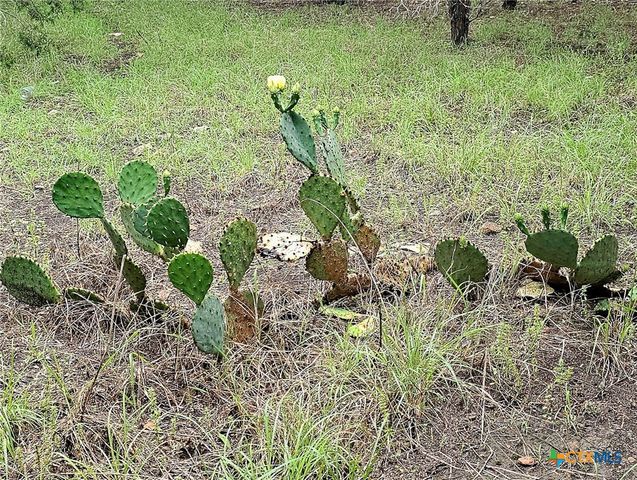 250 E Ridgewood Road, Georgetown, TX 78633