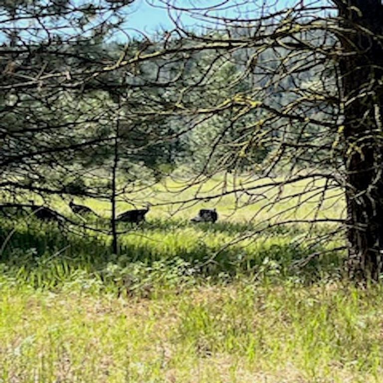 31270 Blue Grouse E Dr, Davenport, WA 99122 photo 24