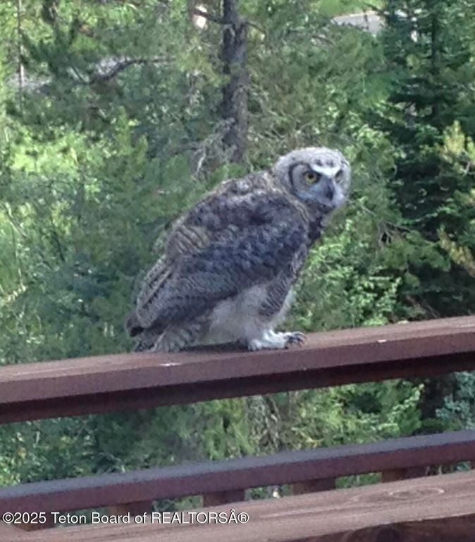 1050 S BLUE DUN Lane, Wilson, WY 83014 photo 26