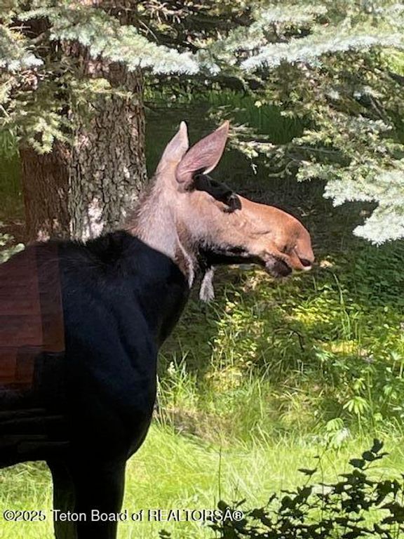 1050 S BLUE DUN Lane, Wilson, WY 83014 photo 27