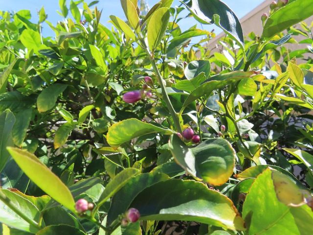 3092 Sunflower Circle E 90, Palm Springs, CA 92262