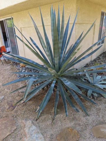 3092 Sunflower Circle E 90, Palm Springs, CA 92262