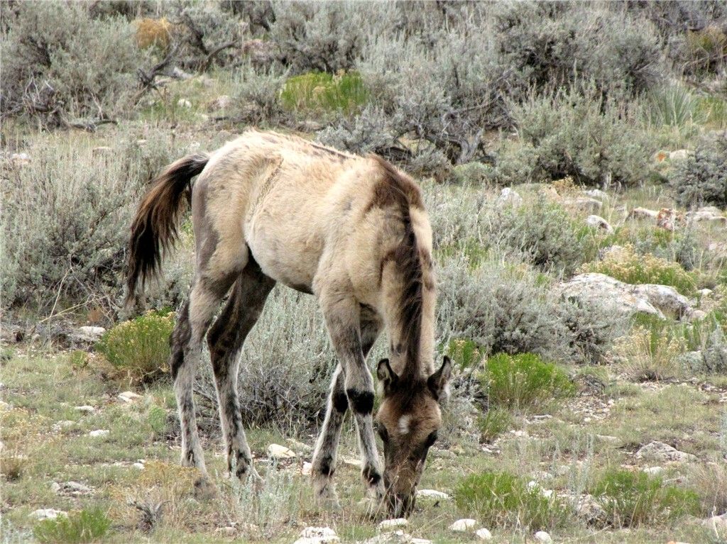 nhn Deadman Creek Road, Bridger, MT 59014 photo 40