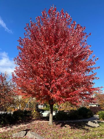 2630 Cascade Lane, Long Lake, MN 55356