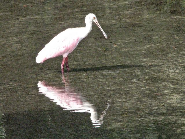 512 TENNESSEE AVENUE, Crystal Beach, FL 34681