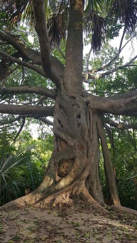 512 TENNESSEE AVENUE, Crystal Beach, FL 34681