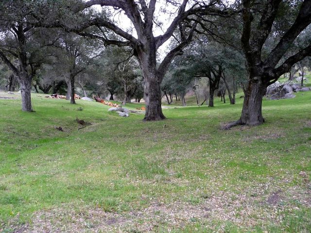 28843 Angel Mountain Road, Santa Ysabel, CA 92070