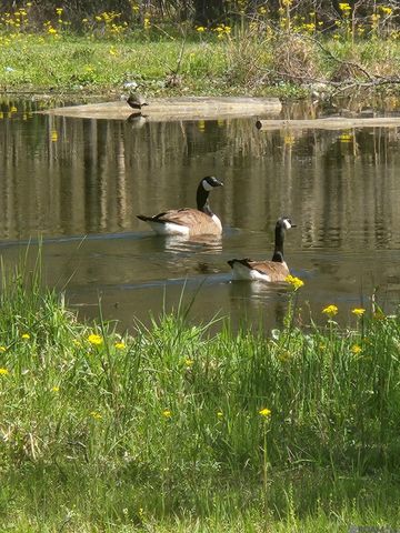 33050 Nancy Dr, Walker, LA 70785