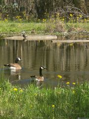 33050 Nancy Dr, Walker, LA 70785