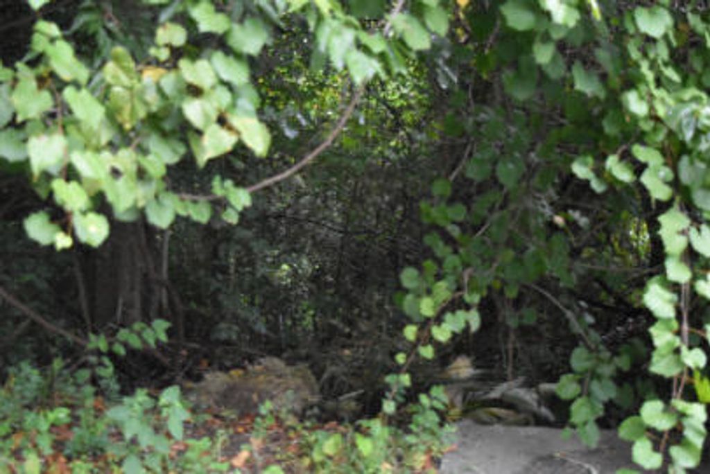 0 Irick Street, Eutawville, SC 29048