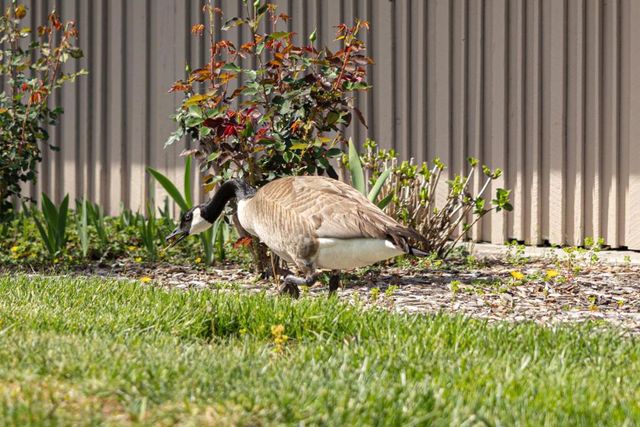 225 Mt Hermon Road, Scotts Valley, CA 95066