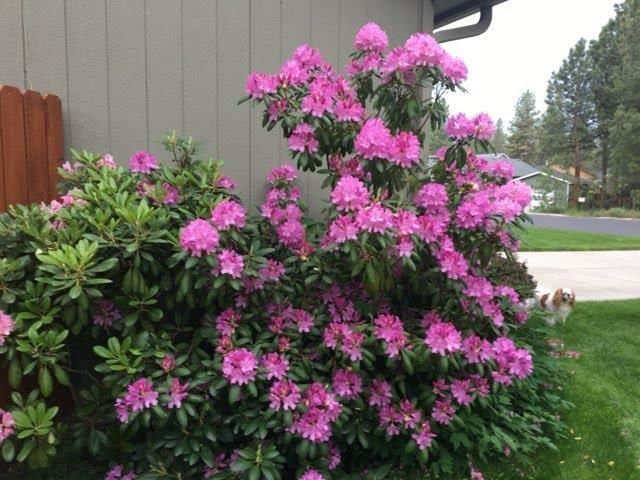 7407 W Ridgecrest Ave, Nine Mile Falls, WA 99026