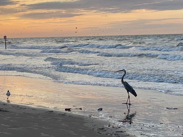 7000 Seawall Blvd, Galveston, TX 77551