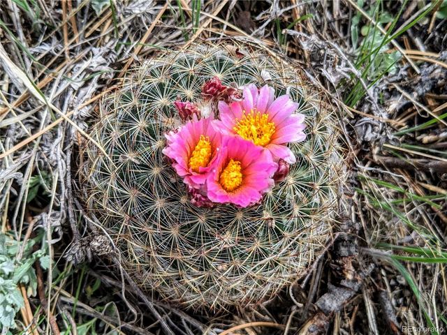 25421 Westridge Road, Golden, CO 80403