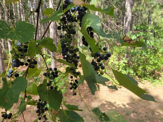 N10596 Lakeside Court, Necedah, WI 54646