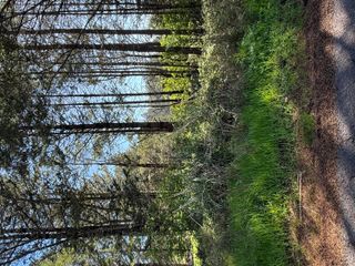 112 Seafoam Road, Whitethorn, CA 95589