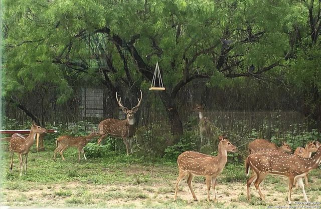 79 live oak, Brackettville, TX 78832